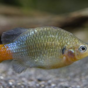 Redtail splitfin