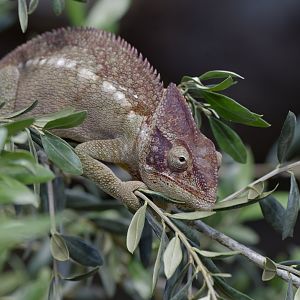 Oustelat's chameleon