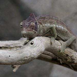 Oustelat's chameleon, doing that eye trick