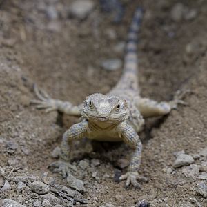 Short-toed rock agama