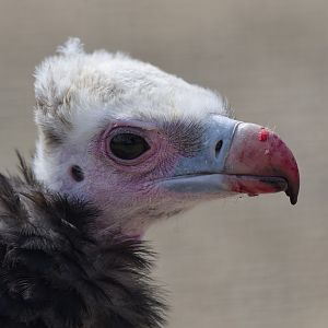 White-headed vulture