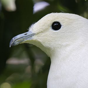 Pied imperial pigeon
