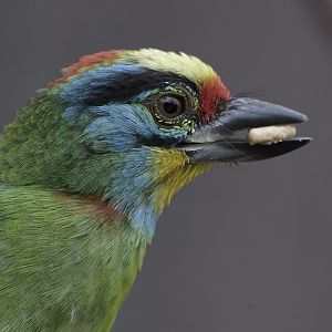 Black-browed barbet