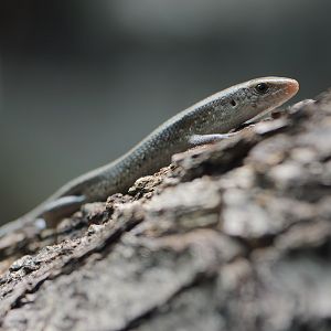 Sun skink
