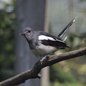 Magpie robin