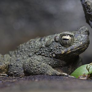 Asian giant toad