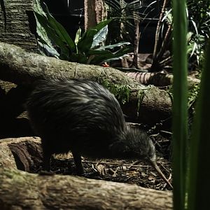 North Island Brown Kiwi (Apteryx mantelli)