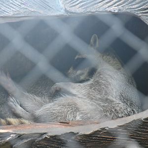 Mexican raccoon (Procyon lotor hernandezii)