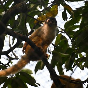 Black-crowned Central American squirrel monkey (Saimiri oerstedii oerstedii)