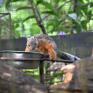 Variegated squirrel (Sciurus variegatoides)