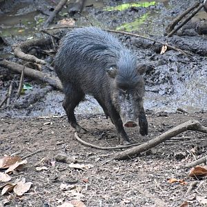 White-lipped peccary (Tayassu pecari)