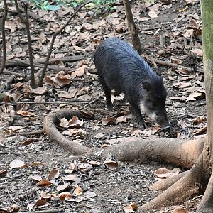 White-lipped peccary (Tayassu pecari)