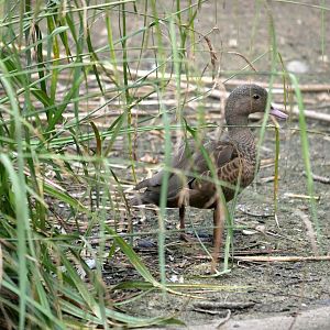 Bernier's teal (Anas bernieri)