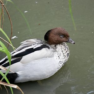 Maned duck (Chenonetta jubata) - male