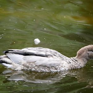 Maned duck (Chenonetta jubata) - female