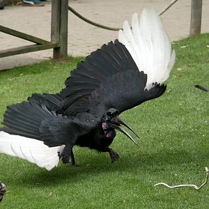 Abyssinian ground hornbill (Bucorvus abyssinicus)