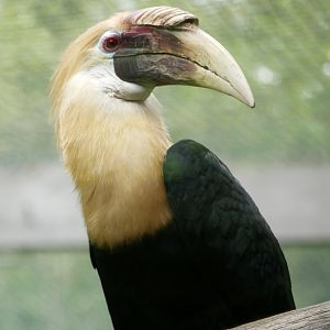 Blyth's hornbill (Rhyticeros plicatus) - male
