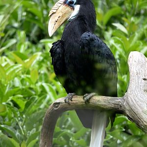 Blyth's hornbill (Rhyticeros plicatus) - female