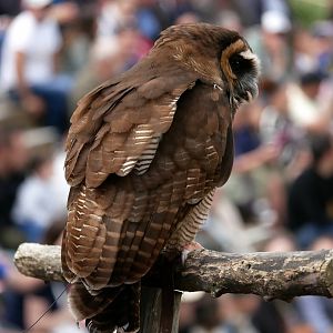 Brown wood owl (Strix leptogrammica)