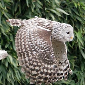 Ural owl (Strix uralensis)