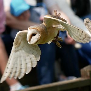 Western barn owl (Tyto alba)