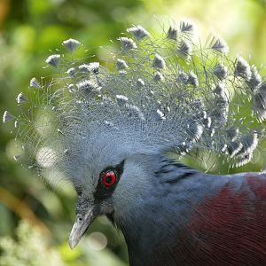 Victoria crowned pigeon (Goura victoria)