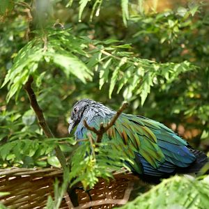 Nicobar pigeon (Caloenas nicobarica)