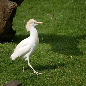 Western cattle egret (Ardea ibis)