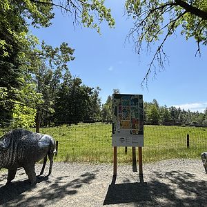 American Bison Exhibit