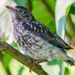 Jun. 2025 - Eastern Bluebird Fledgeling