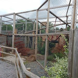 Red ruffed lemur enclosure 060625