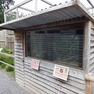 Exhibits for Madagascan hissing cockroach and Pink-winged stick insect 060625