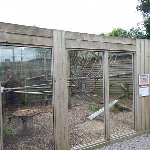 Indochinese leopard cat enclosure 060625