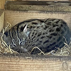 Indochinese leopard cat 060625