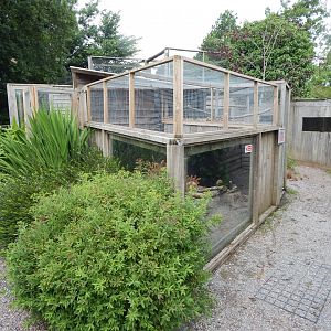 Dwarf mongoose enclosure 060625