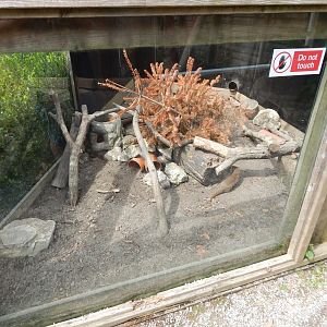 Dwarf mongoose enclosure 060625