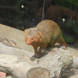 Dwarf mongoose 060625