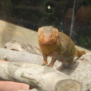 Dwarf mongoose 060625