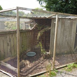 Little owl aviary 060625