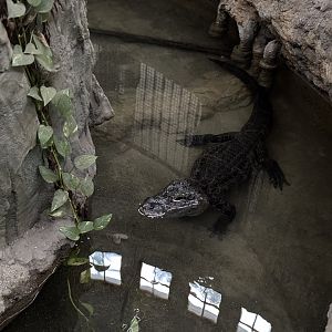Cincinnati Zoo - Reptile House - Chinese Alligator Exhibit