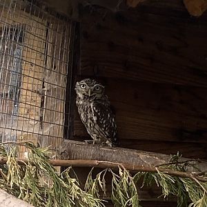 Little owl 060625