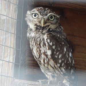 Little owl 060625