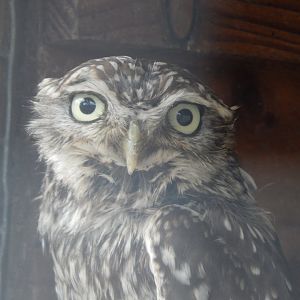 Little owl 060625