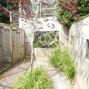 View towards Ring-tailed lemur enclosure 060625