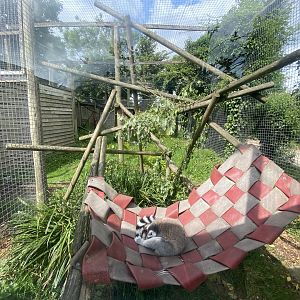 Ring-tailed lemur enclosure 060625