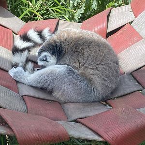 Ring-tailed lemur 060625