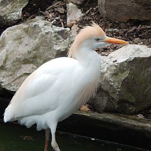 Western cattle egret 060625