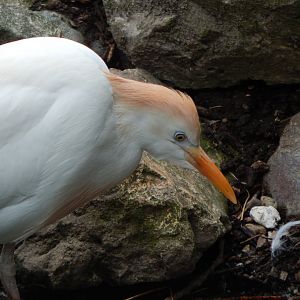 Western cattle egret 060625