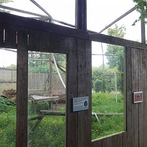 Ring-tailed lemur enclosure 060625