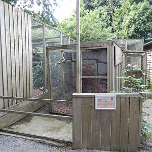 Grey partridge aviary 060625